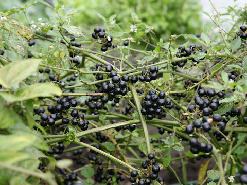 Solanum scabrum