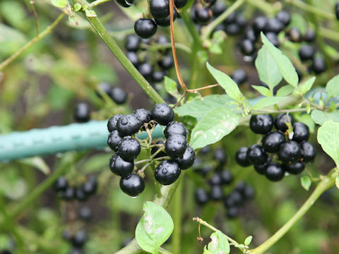 Solanum scabrum