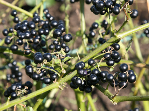 Solanum scabrum