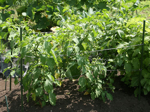 Solanum scabrum