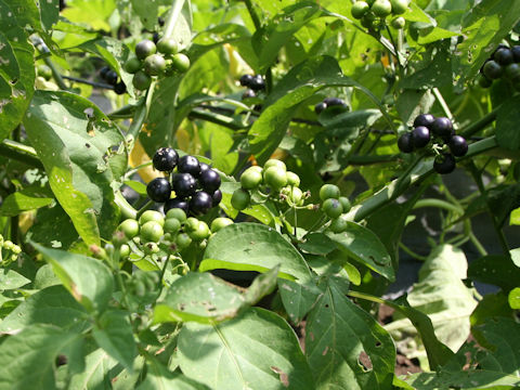 Solanum scabrum