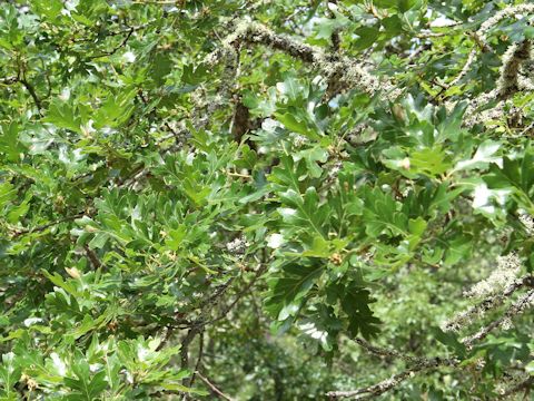 Quercus garryana