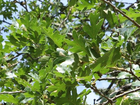 Quercus garryana