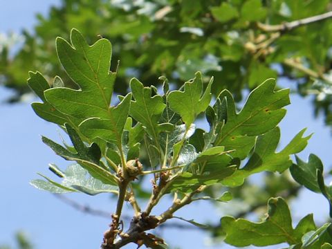 Quercus garryana