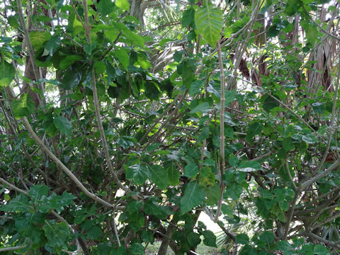 Gardenia thunbergia