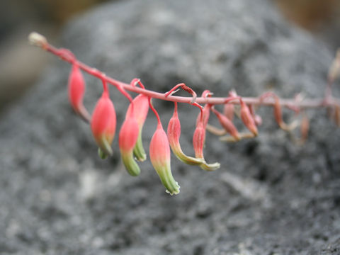 Gasteria acinacifolia