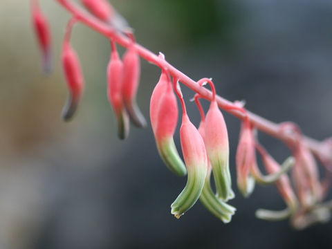 Gasteria acinacifolia