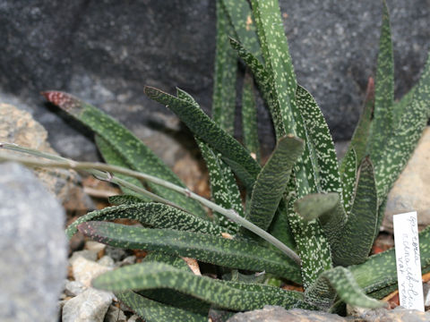 Gasteria acinacifolia