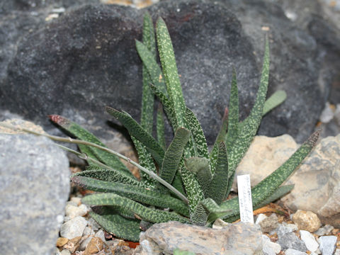 Gasteria acinacifolia