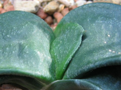 Gasteria armstrongii