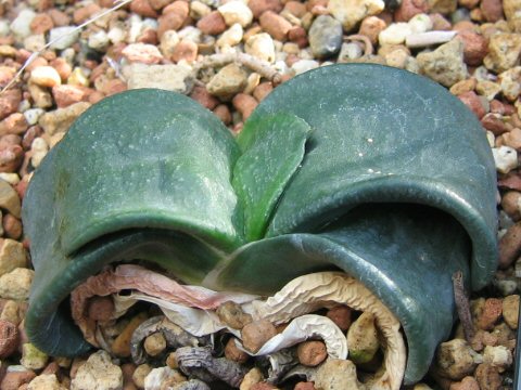 Gasteria armstrongii