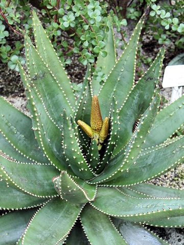 Gasteria batesiana