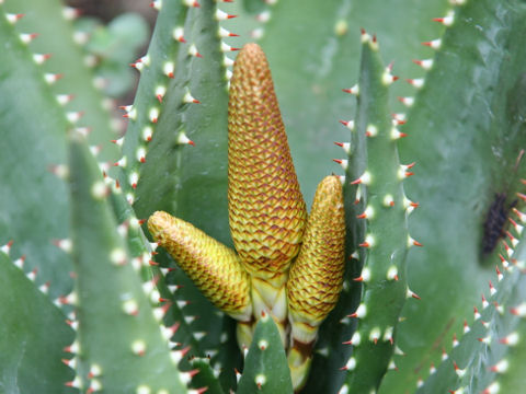 Gasteria batesiana