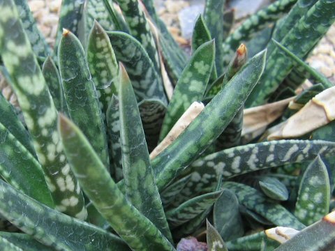 Gasteria caespitosa