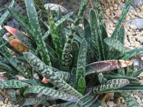 Gasteria caespitosa