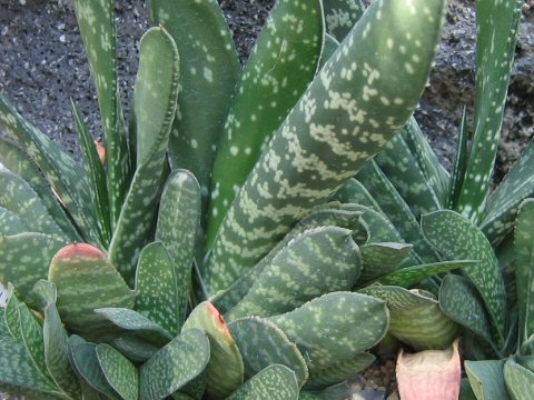 Gasteria gracilis