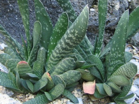 Gasteria gracilis