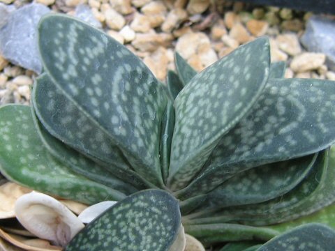 Gasteria gracilis var. minima