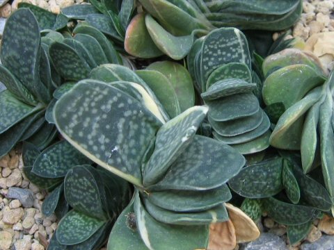 Gasteria gracilis var. minima