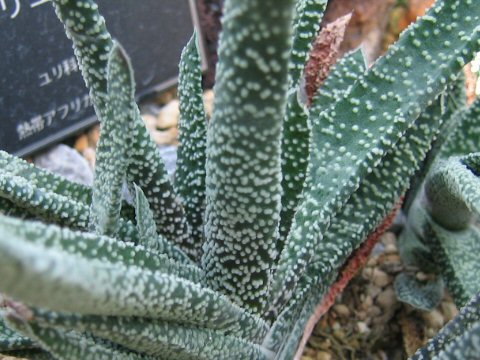 Gasteria carinata var. verrucosa