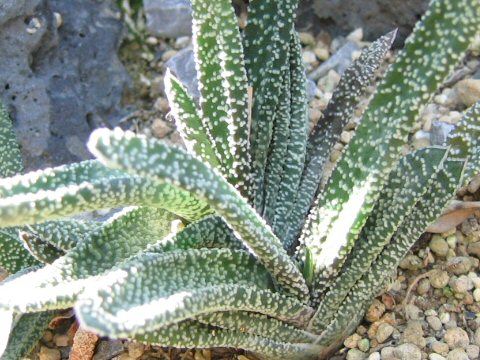 Gasteria carinata var. verrucosa