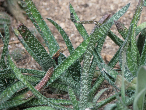 Gasteria carinata var. verrucosa