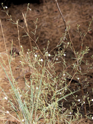 Gayophytum diffusum