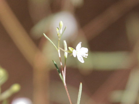 Gayophytum diffusum