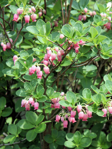 Menziesia multiflora var. longicalyx