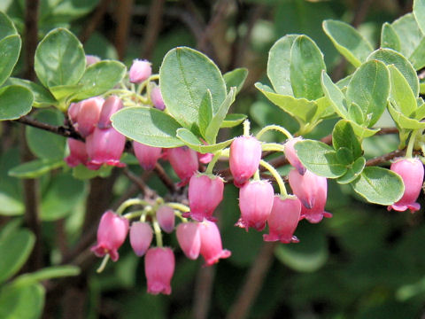 Menziesia multiflora var. longicalyx