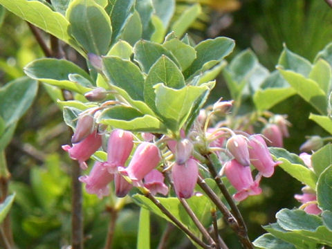 Menziesia multiflora var. longicalyx