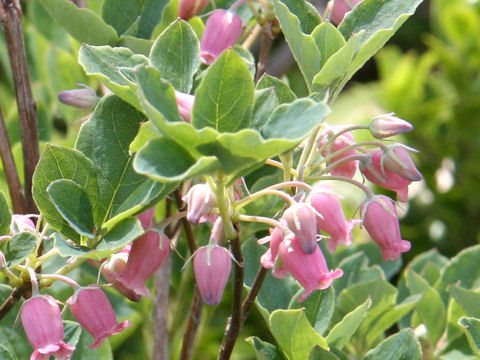 Menziesia multiflora var. longicalyx