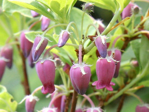 Menziesia multiflora var. longicalyx