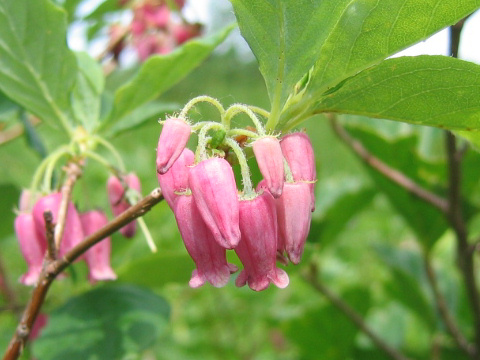 Menziesia multiflora var. longicalyx