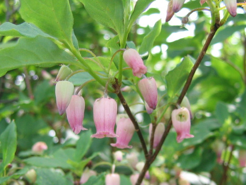 Menziesia multiflora var. longicalyx