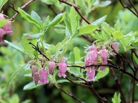 Menziesia multiflora var. longicalyx