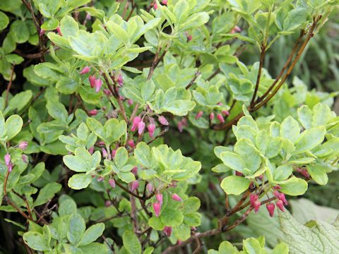 Menziesia multiflora var. longicalyx