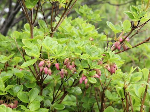 Menziesia multiflora var. longicalyx