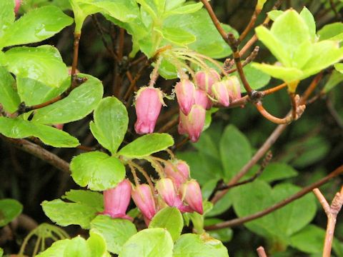 Menziesia multiflora var. longicalyx