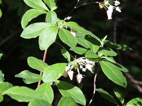 Menziesia multiflora var. longicalyx