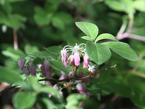 Menziesia multiflora var. longicalyx