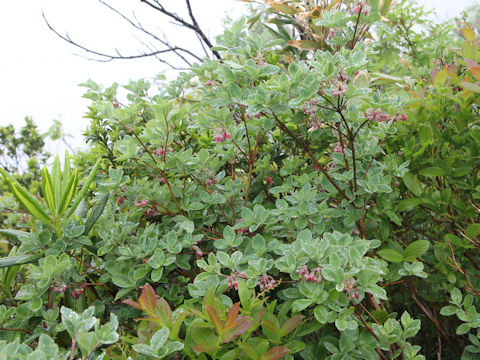 Menziesia multiflora var. longicalyx