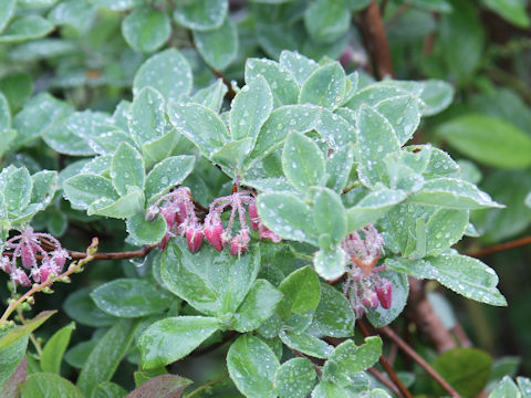 Menziesia multiflora var. longicalyx