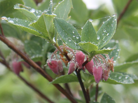 Menziesia multiflora var. longicalyx