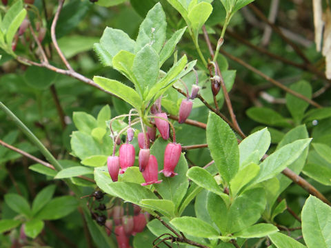 Menziesia multiflora var. longicalyx