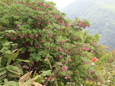 Menziesia multiflora var. longicalyx