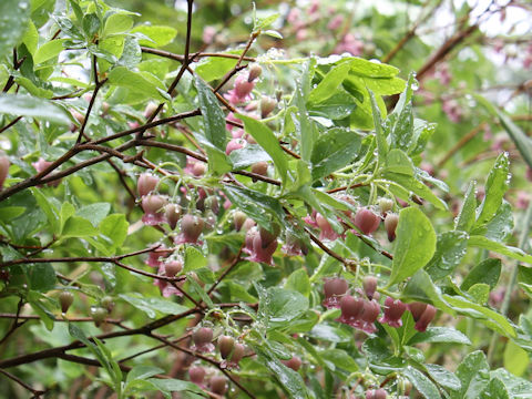 Menziesia multiflora var. longicalyx