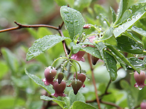 Menziesia multiflora var. longicalyx