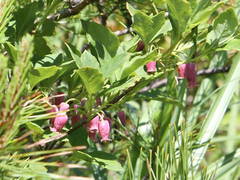 Menziesia multiflora var. longicalyx