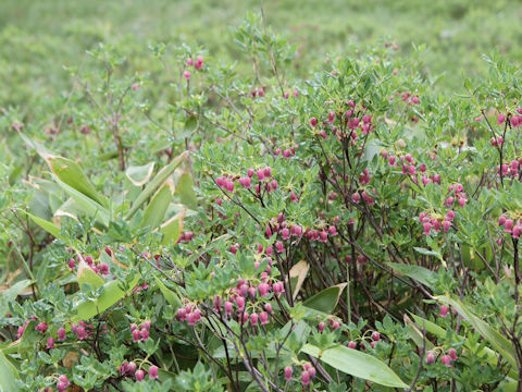 Menziesia multiflora var. longicalyx